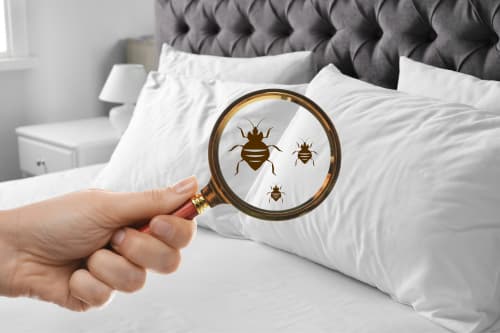 bed bug pest service